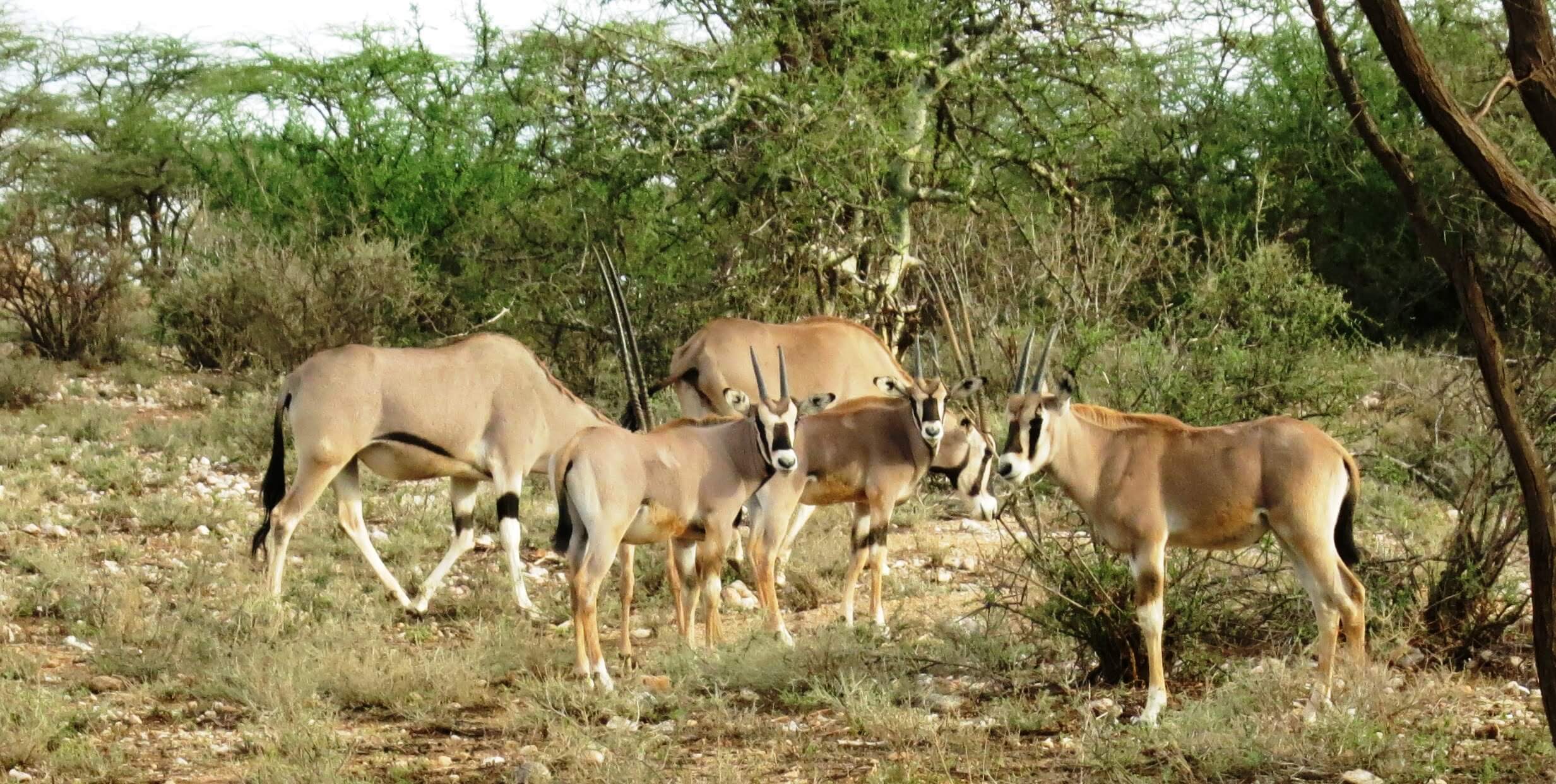 The masai mara safari